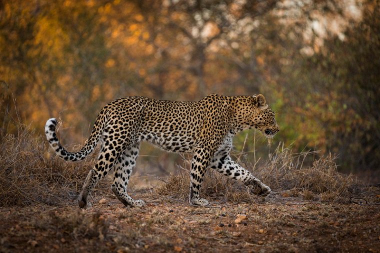 032 Timbavati Private Game Reserve, luipaard.jpg